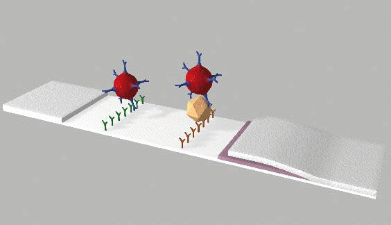 Vasikan ripulitesti Bio-X Rainbow