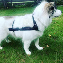 Kleck, nuolemisen estäjä