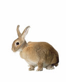 Krae Buster küülikutele