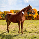 Snögg Pehmustevaahtoside