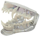 KRUUSE Canine Jaw Model
